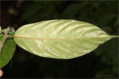 Oreocnide integrifolia